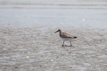 オバシギ ふなばし三番瀬海浜公園 2020年9月6日(日)