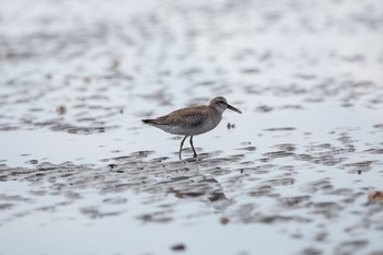 コオバシギ ふなばし三番瀬海浜公園 2020年9月6日(日)