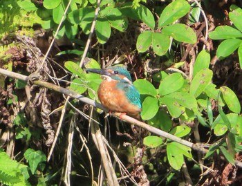 Common Kingfisher Aobayama Park Mon, 9/7/2020