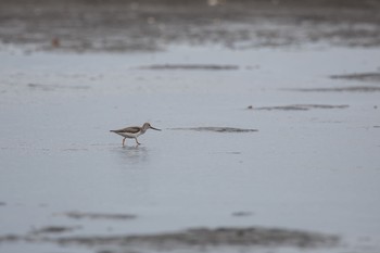 ソリハシシギ ふなばし三番瀬海浜公園 2020年9月6日(日)