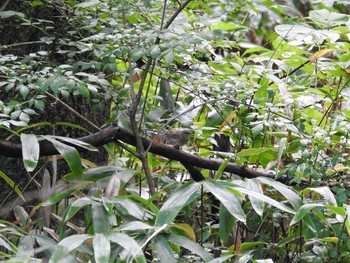 Japanese Bush Warbler 伊香保森林公園 Sat, 9/5/2020