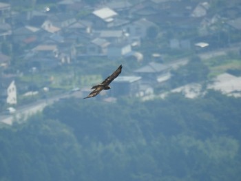 トビ 伊香保森林公園 2020年9月5日(土)