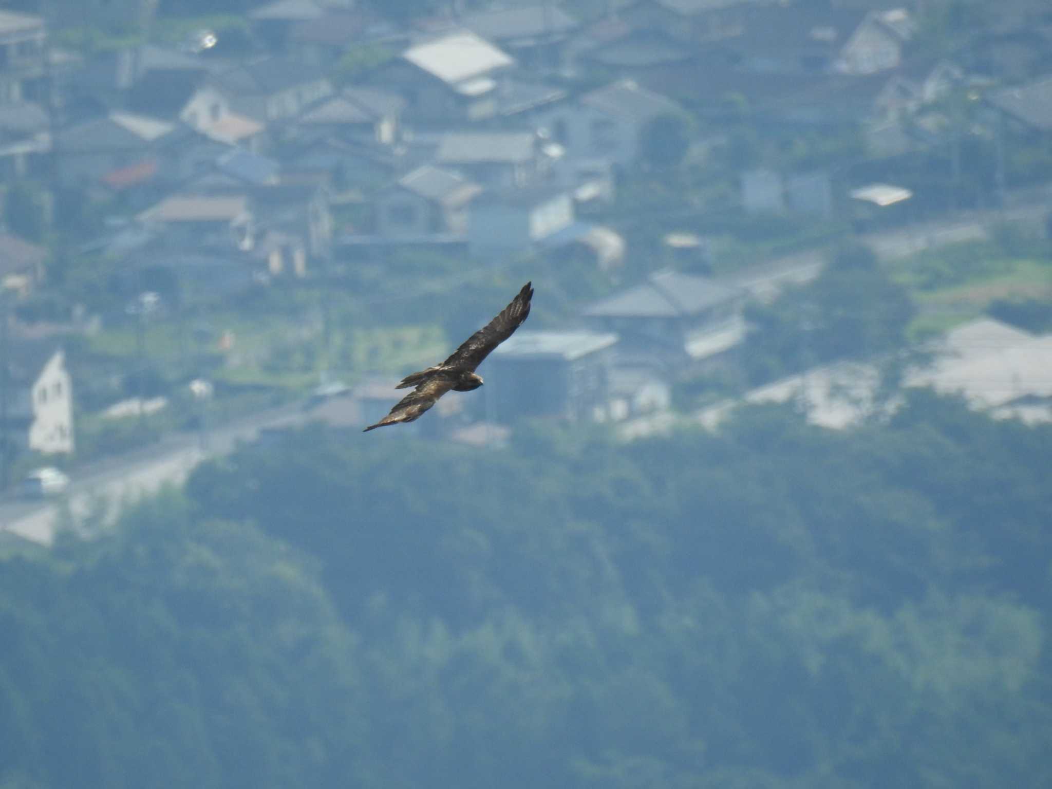 Black Kite