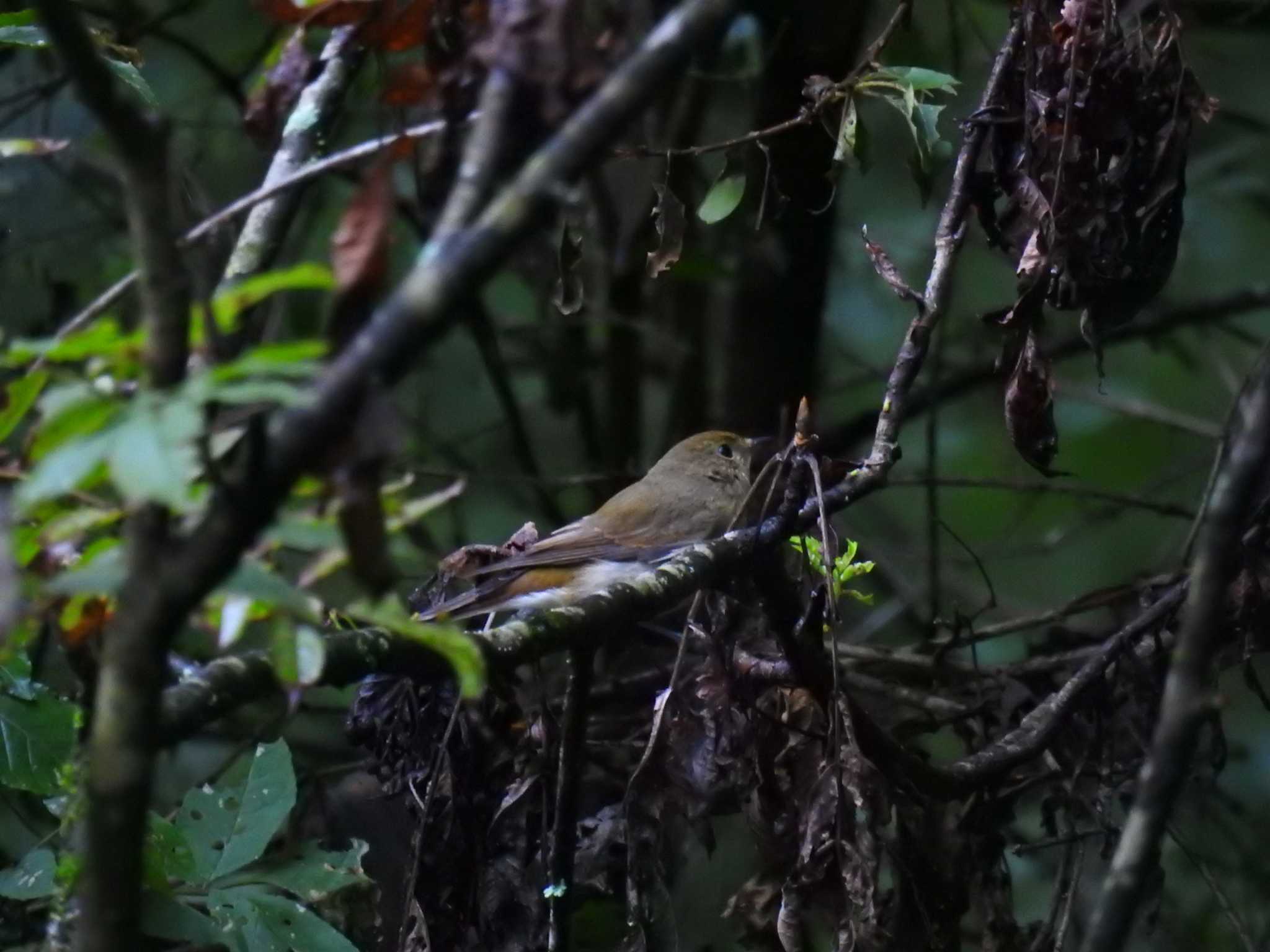 Blue-and-white Flycatcher