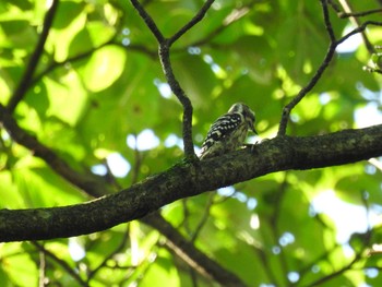 Japanese Pygmy Woodpecker 伊香保森林公園 Sat, 9/5/2020
