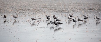 ダイゼン ふなばし三番瀬海浜公園 2020年9月6日(日)