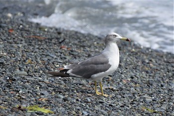 ウミネコ 大磯照ヶ崎海岸 2020年9月7日(月)