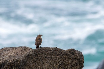 Blue Rock Thrush 荒崎公園 Wed, 9/2/2020