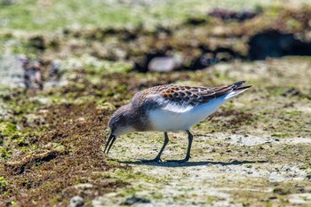 トウネン 魚住海岸 2020年8月27日(木)