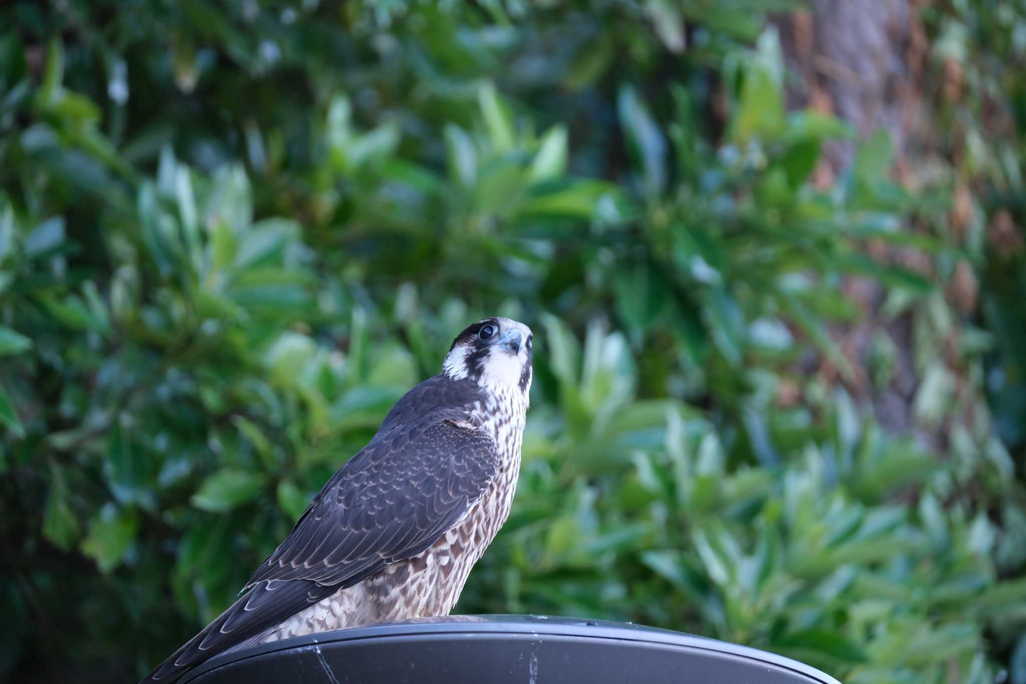 Peregrine Falcon