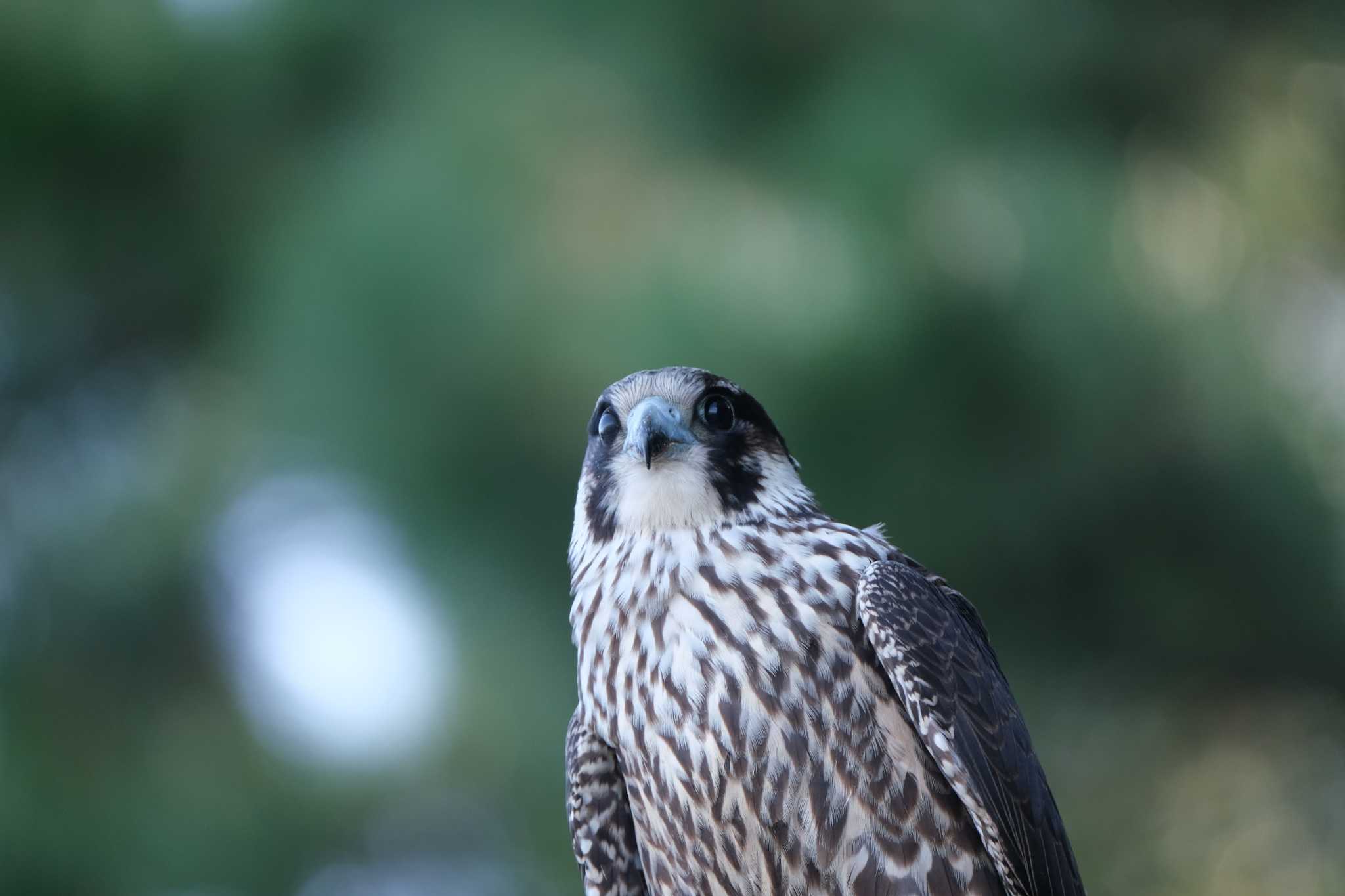 Peregrine Falcon