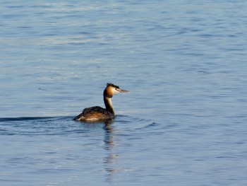 Great Crested Grebe 安濃川河口 Tue, 9/8/2020