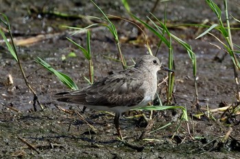 Temminck's Stint 安来市 Mon, 9/7/2020