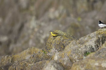 マミジロツメナガセキレイ 舳倉島 2016年5月6日(金)