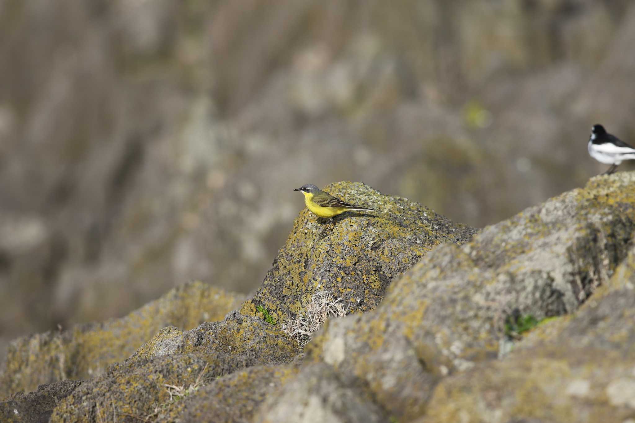 舳倉島 マミジロツメナガセキレイの写真 by Trio