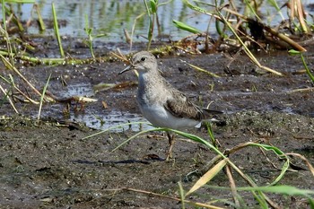 Temminck's Stint 安来市 Mon, 9/7/2020