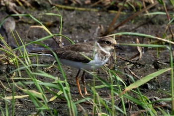 Little Ringed Plover 安来市 Mon, 9/7/2020