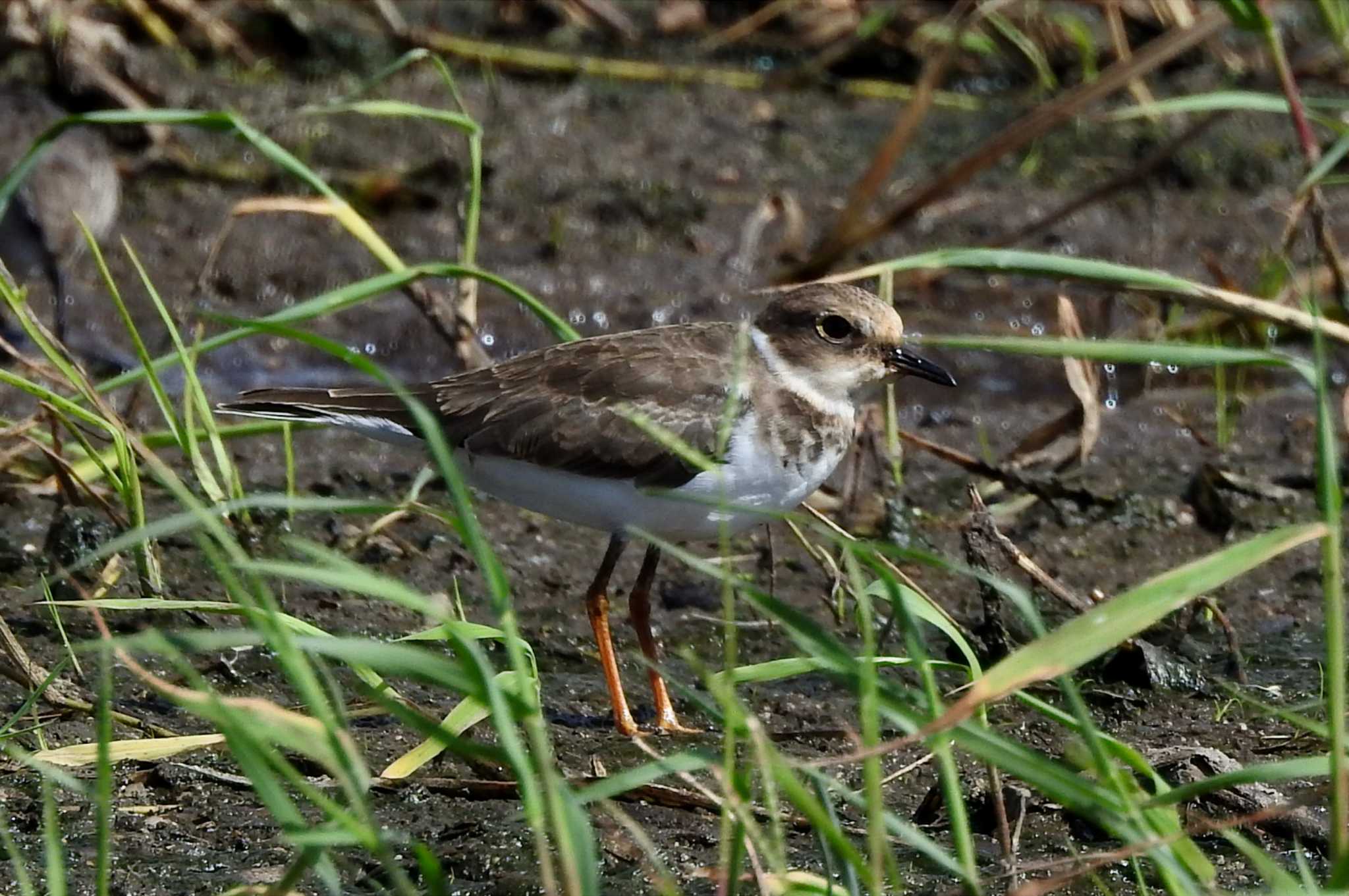 Photo of Little Ringed Plover at 安来市 by 日本橋