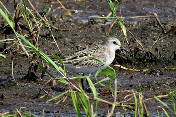 Red-necked Stint 安来市 Mon, 9/7/2020