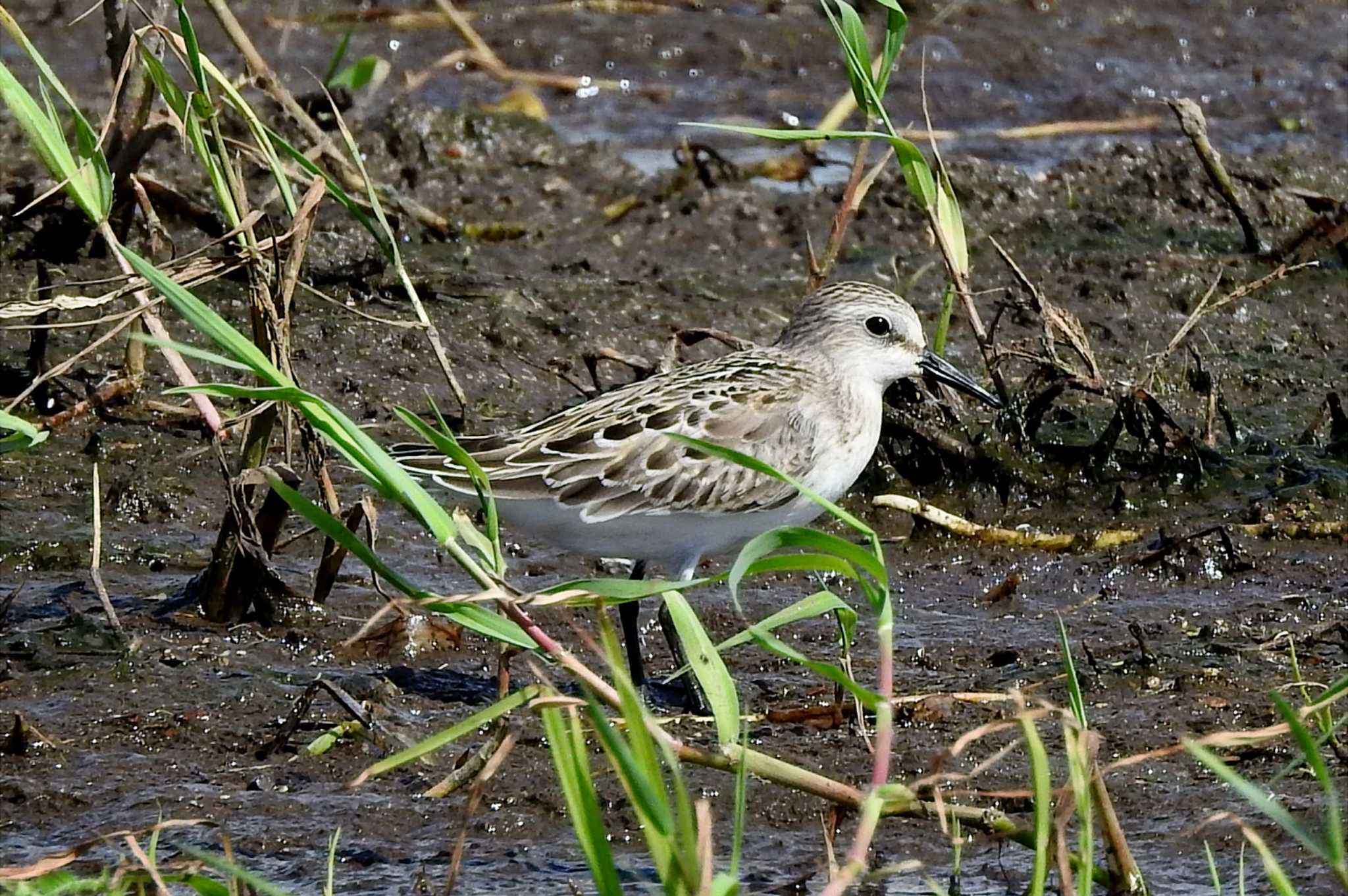 Photo of Red-necked Stint at 安来市 by 日本橋