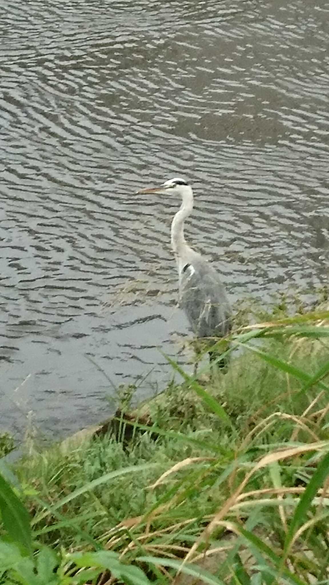 Photo of Grey Heron at 柏尾川 by ゆ