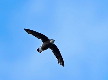 White-throated Needletail Unknown Spots Tue, 9/8/2020