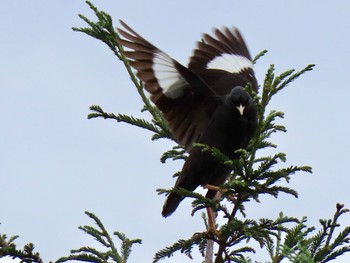 Crested Myna 泉南市 Sat, 7/25/2020