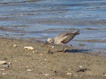 Terek Sandpiper 泉南市 Tue, 8/18/2020