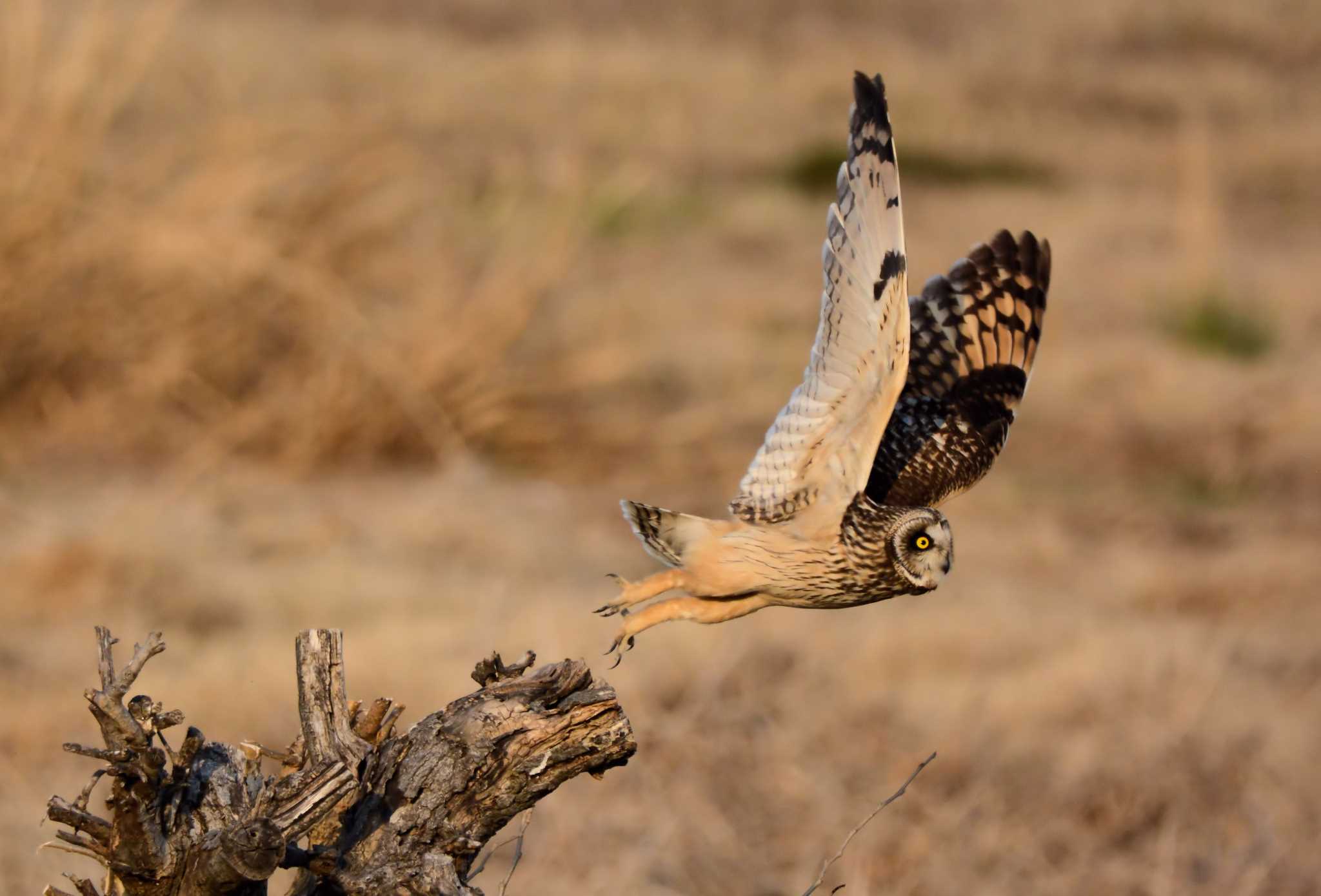 淀川河川敷 コミミズクの写真