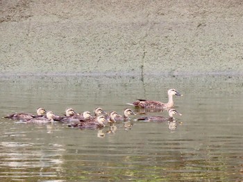 Eastern Spot-billed Duck 泉南市 Wed, 9/2/2020