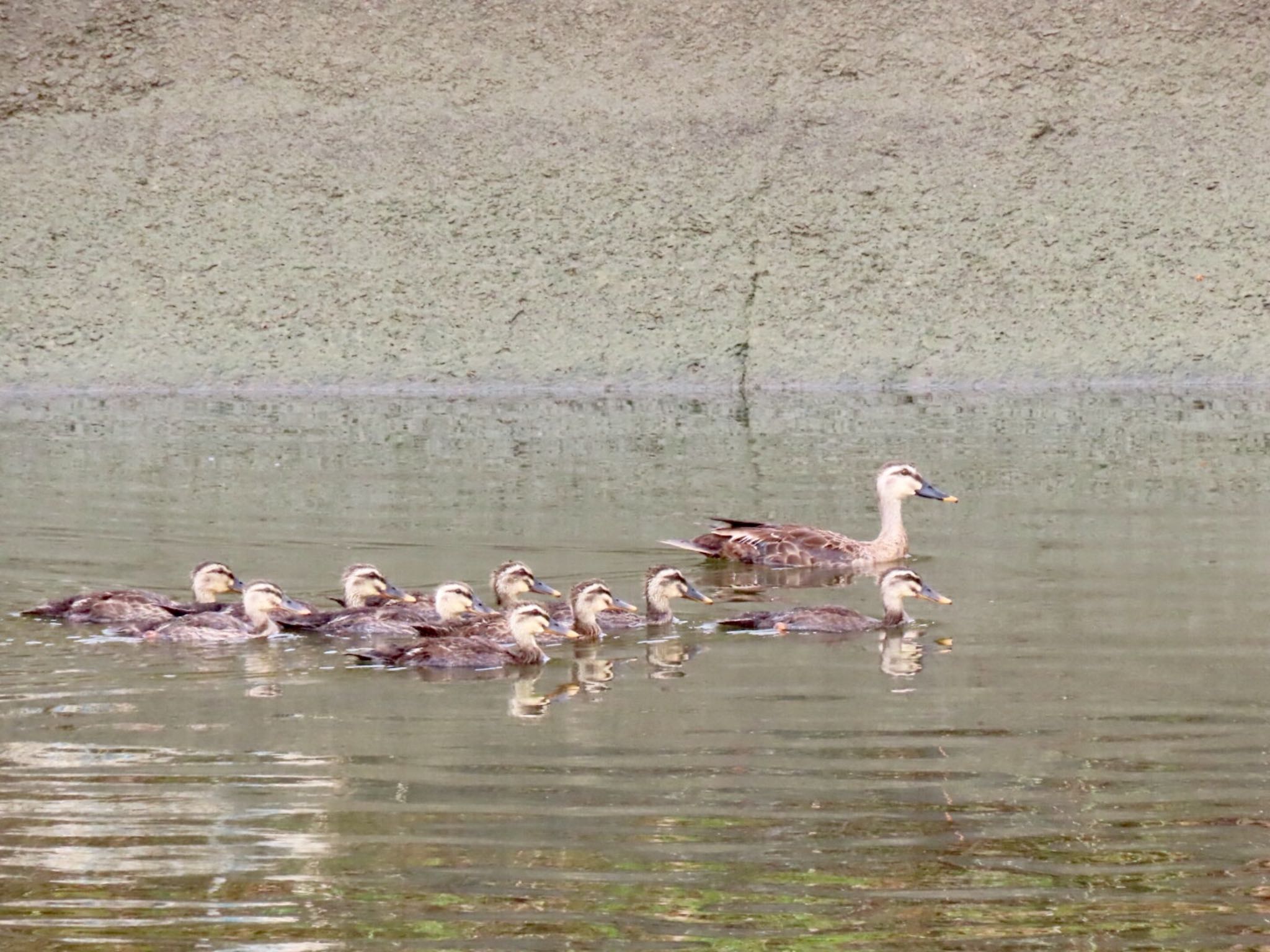 Photo of Eastern Spot-billed Duck at 泉南市 by くるみ