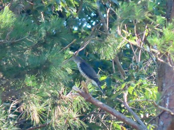 Japanese Sparrowhawk 和泉葛城山 Sun, 8/16/2020