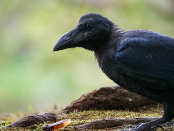 ハシブトガラス 六義園 2020年9月5日(土)