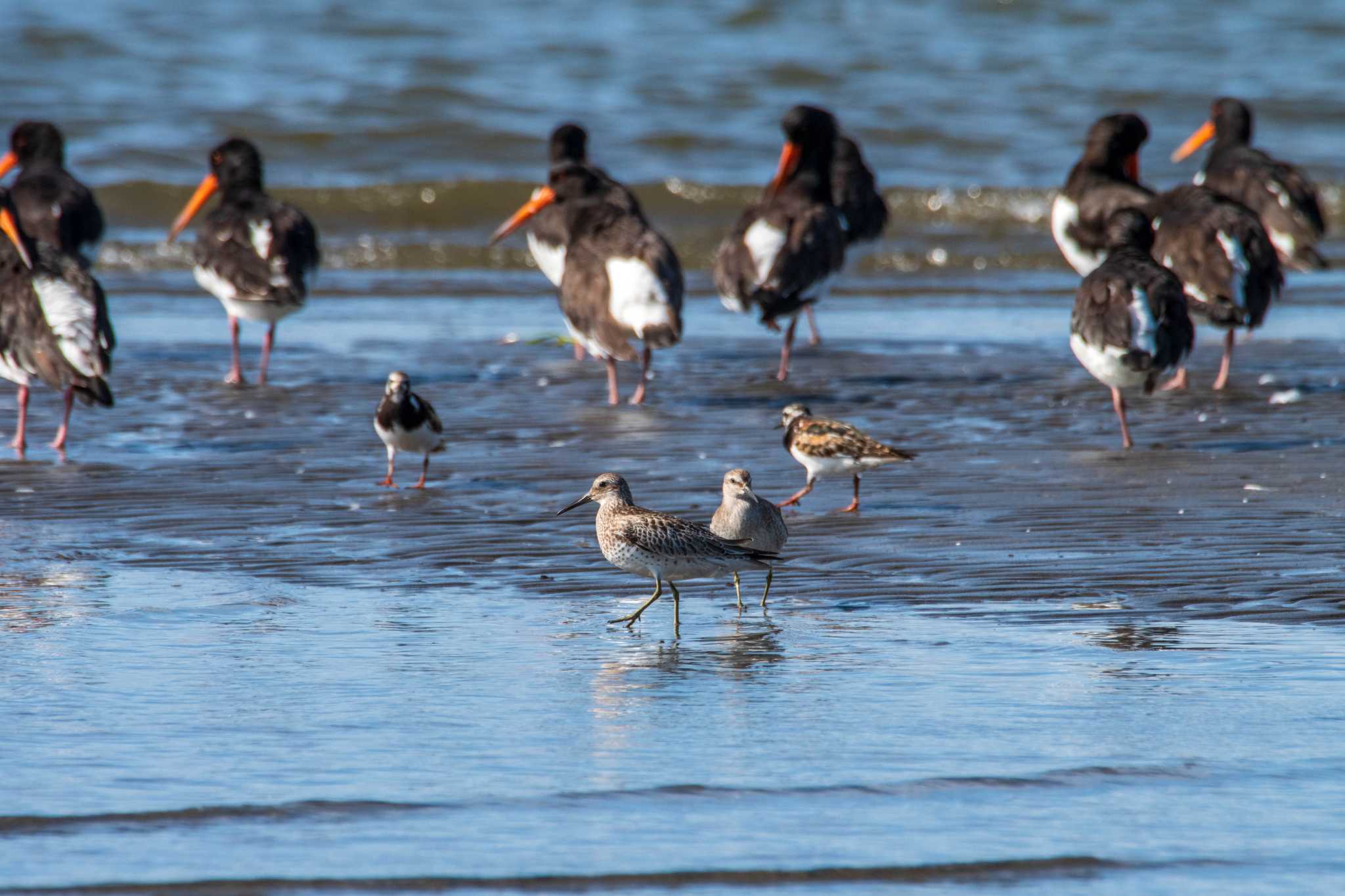 ふなばし三番瀬海浜公園 オバシギの写真 by Tosh@Bird