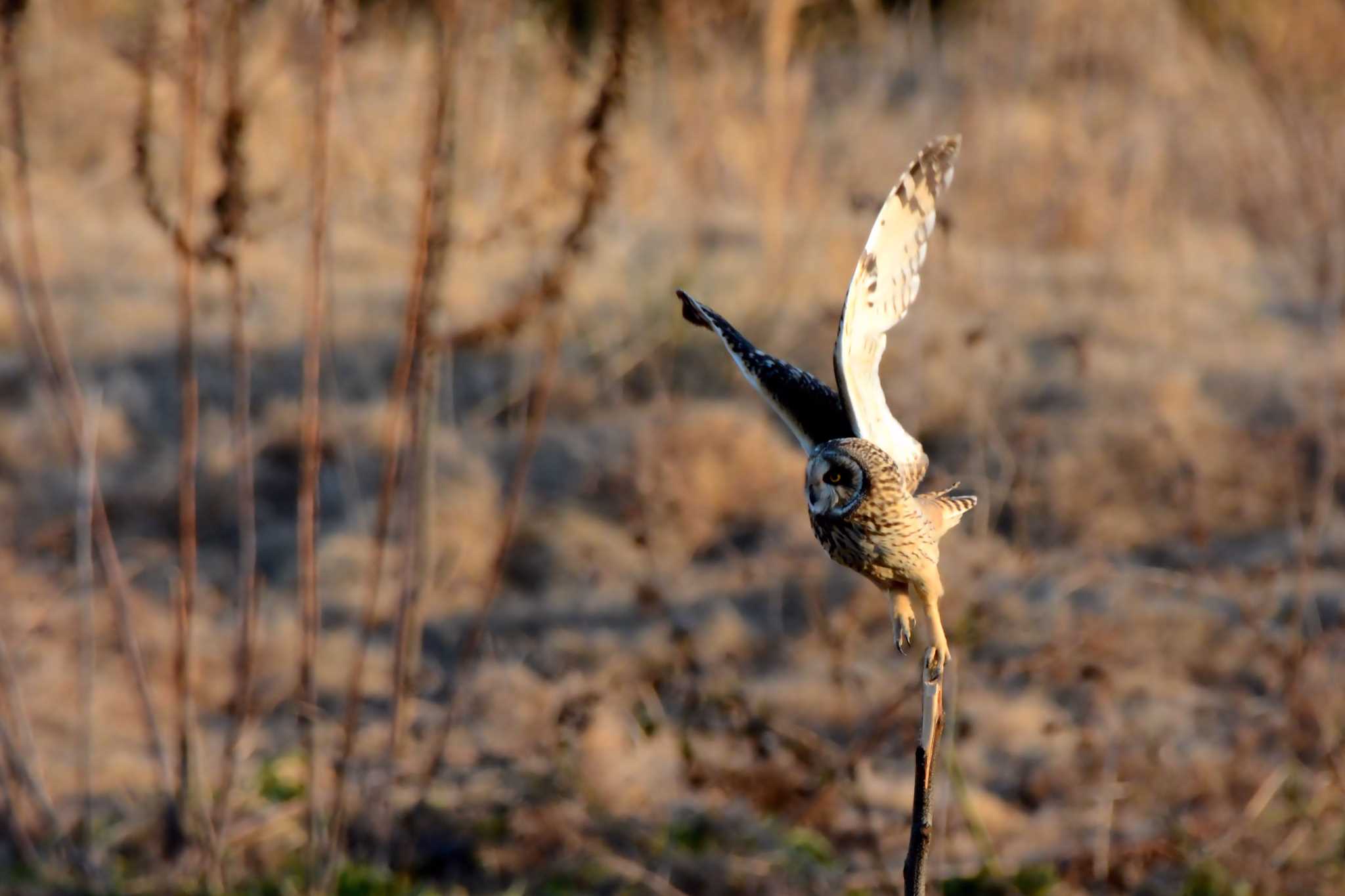 淀川河川敷 コミミズクの写真