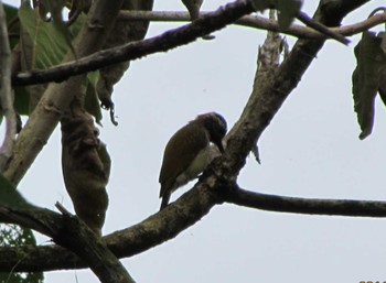 Bar-bellied Woodpecker