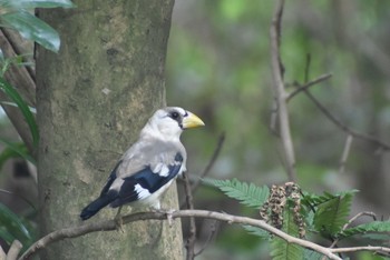 2020年9月9日(水) 京都御苑の野鳥観察記録