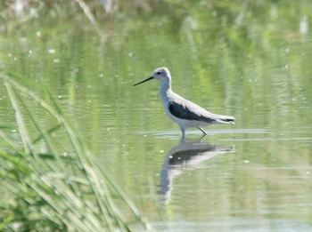 2020年9月9日(水) 平塚田んぼの野鳥観察記録