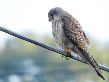 チョウゲンボウ 和歌山県 2016年1月1日(金)