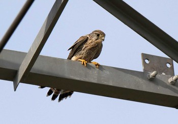 チョウゲンボウ 大久保農耕地 2020年9月7日(月)