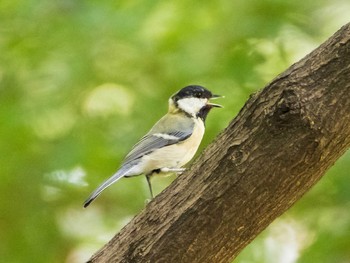 シジュウカラ 六義園 2020年9月5日(土)