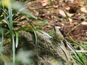 シジュウカラ 六義園 2020年9月5日(土)