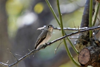 Asian Brown Flycatcher 神戸市西区神出町 Sun, 9/6/2020