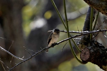 Asian Brown Flycatcher 神戸市西区神出町 Sun, 9/6/2020