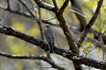 Asian Brown Flycatcher  神戸市西区神出町 Sun, 9/6/2020