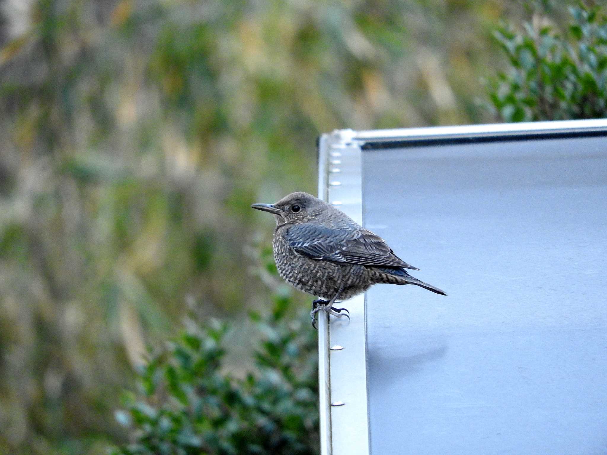 和歌山県 イソヒヨドリの写真