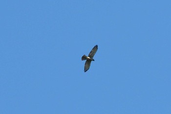 Grey-faced Buzzard 宮ケ瀬湖 Wed, 9/9/2020