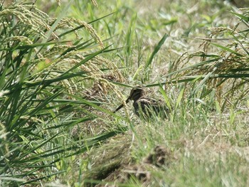 2020年9月9日(水) 北豊田の野鳥観察記録