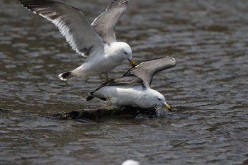 Wed, 4/27/2016 Birding report at 河原田川河口