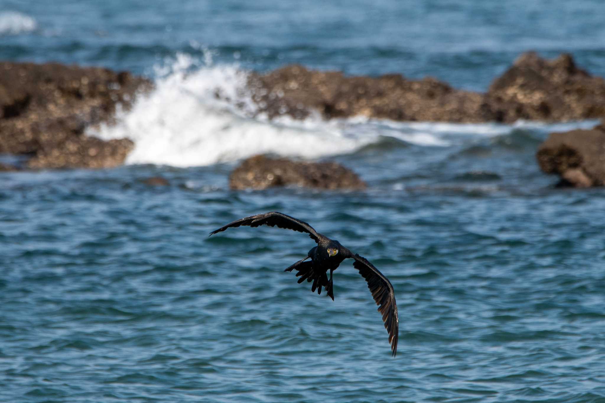 長井漁港 カワウの写真 by Tosh@Bird